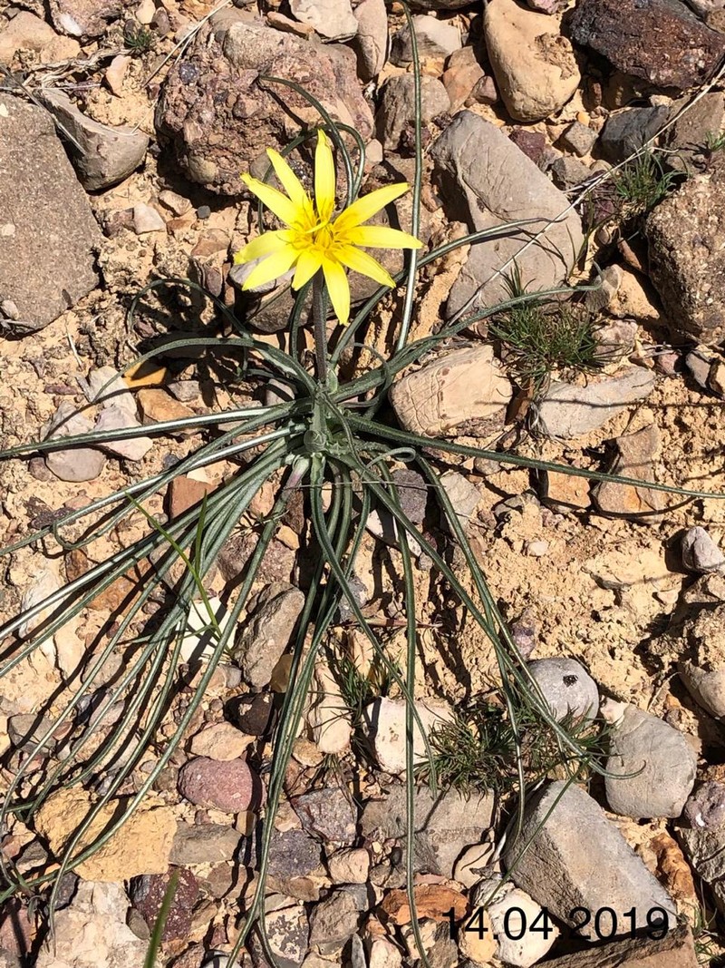 Image of Scorzonera leptophylla specimen.