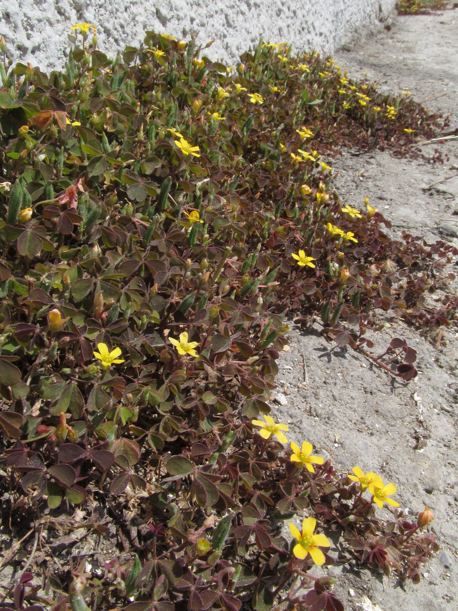 Изображение особи Oxalis corniculata.