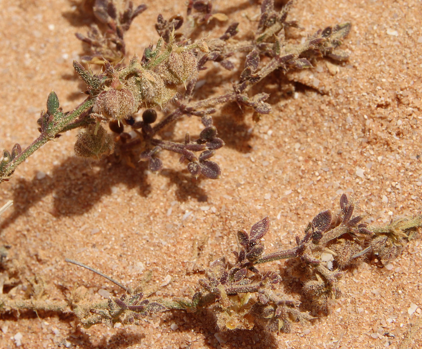 Image of Fagonia glutinosa specimen.