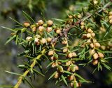 Juniperus deltoides
