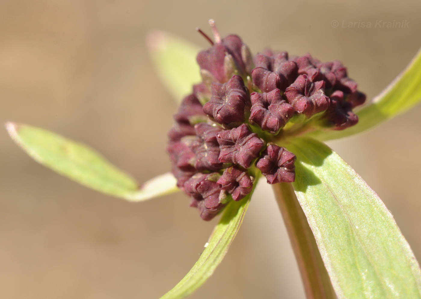 Image of Sanicula rubriflora specimen.