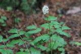 Actaea spicata