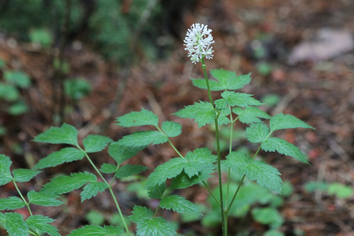 Изображение особи Actaea spicata.