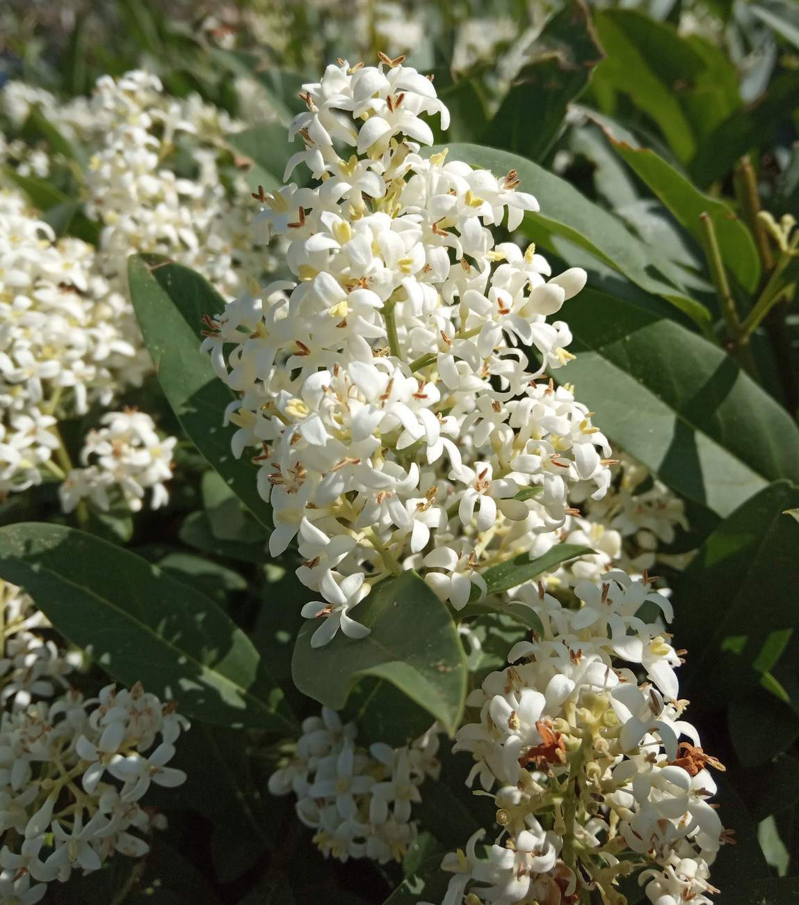 Изображение особи Ligustrum vulgare.