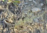 Asparagus breslerianus