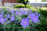 Geranium himalayense. Верхушки цветущих растений. Москва, ЦАО, Таганский р-н, Верхняя Сыромятническая ул., в культуре. 29.05.2019.