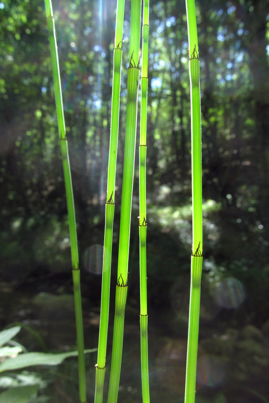 Image of Equisetum &times; moorei specimen.