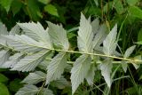 Filipendula ulmaria