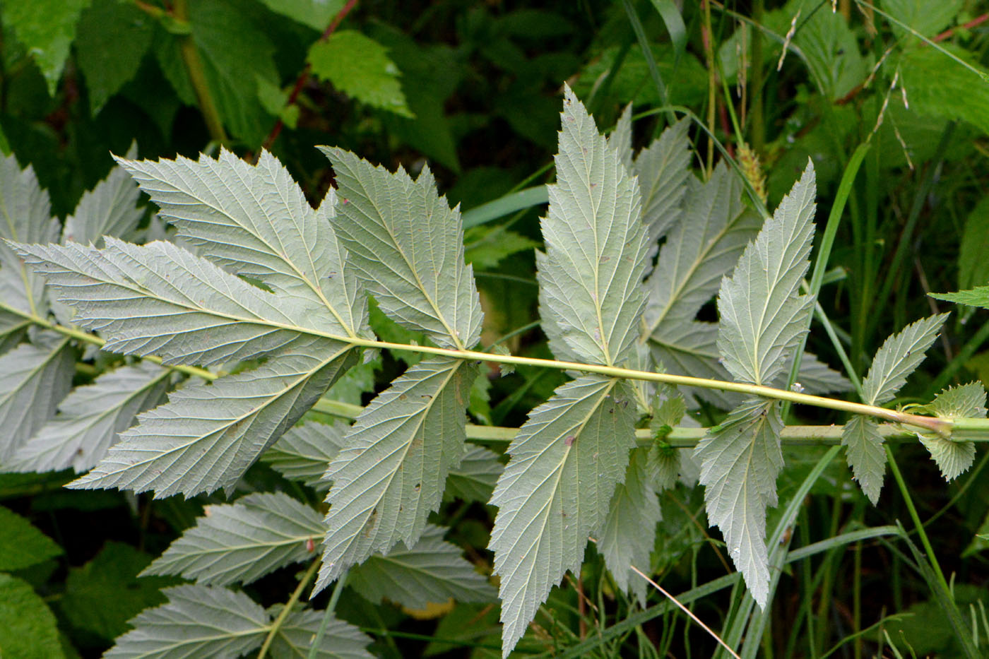 Image of Filipendula ulmaria specimen.