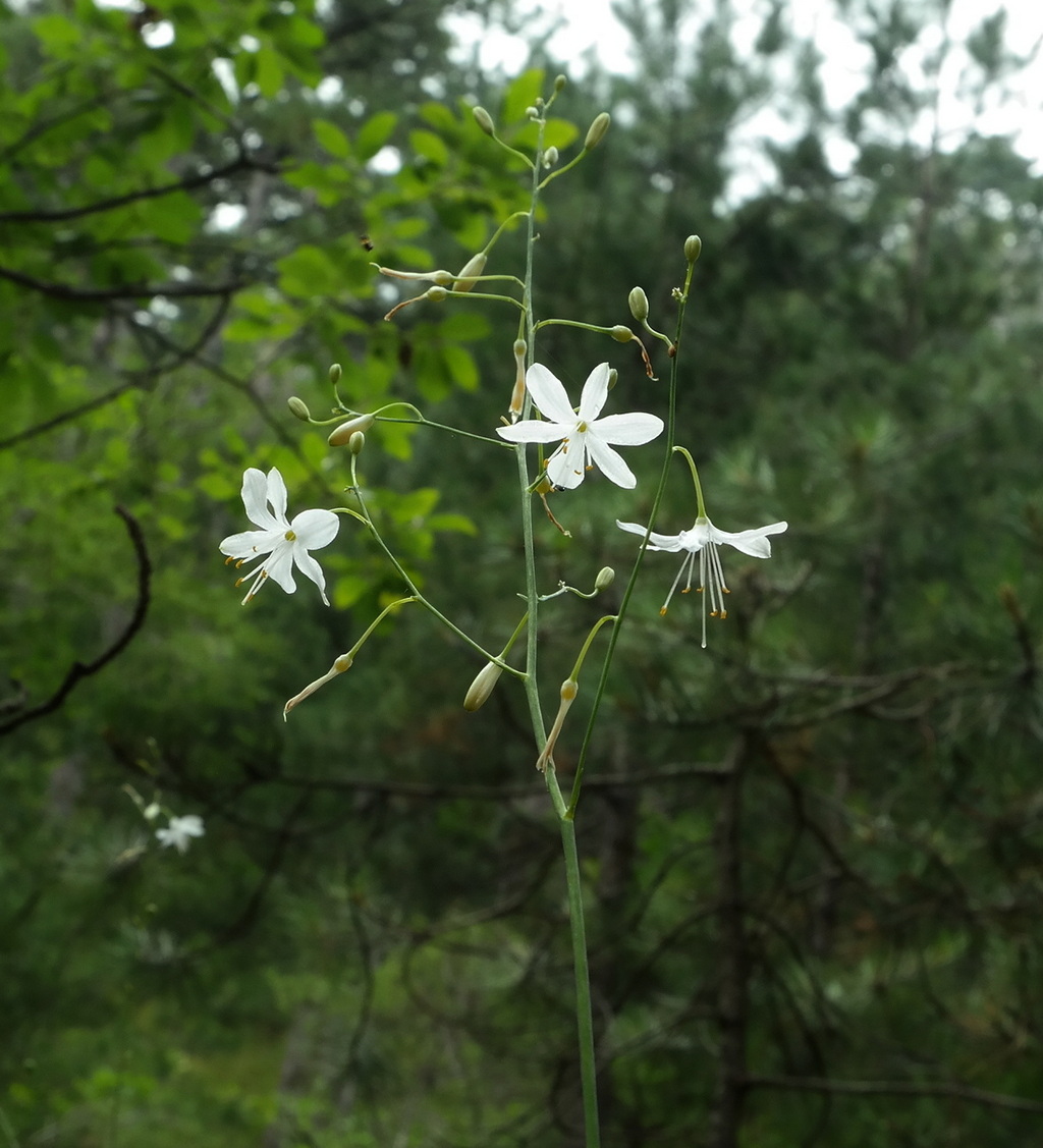 Изображение особи Anthericum ramosum.