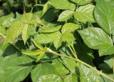 Rubus nessensis