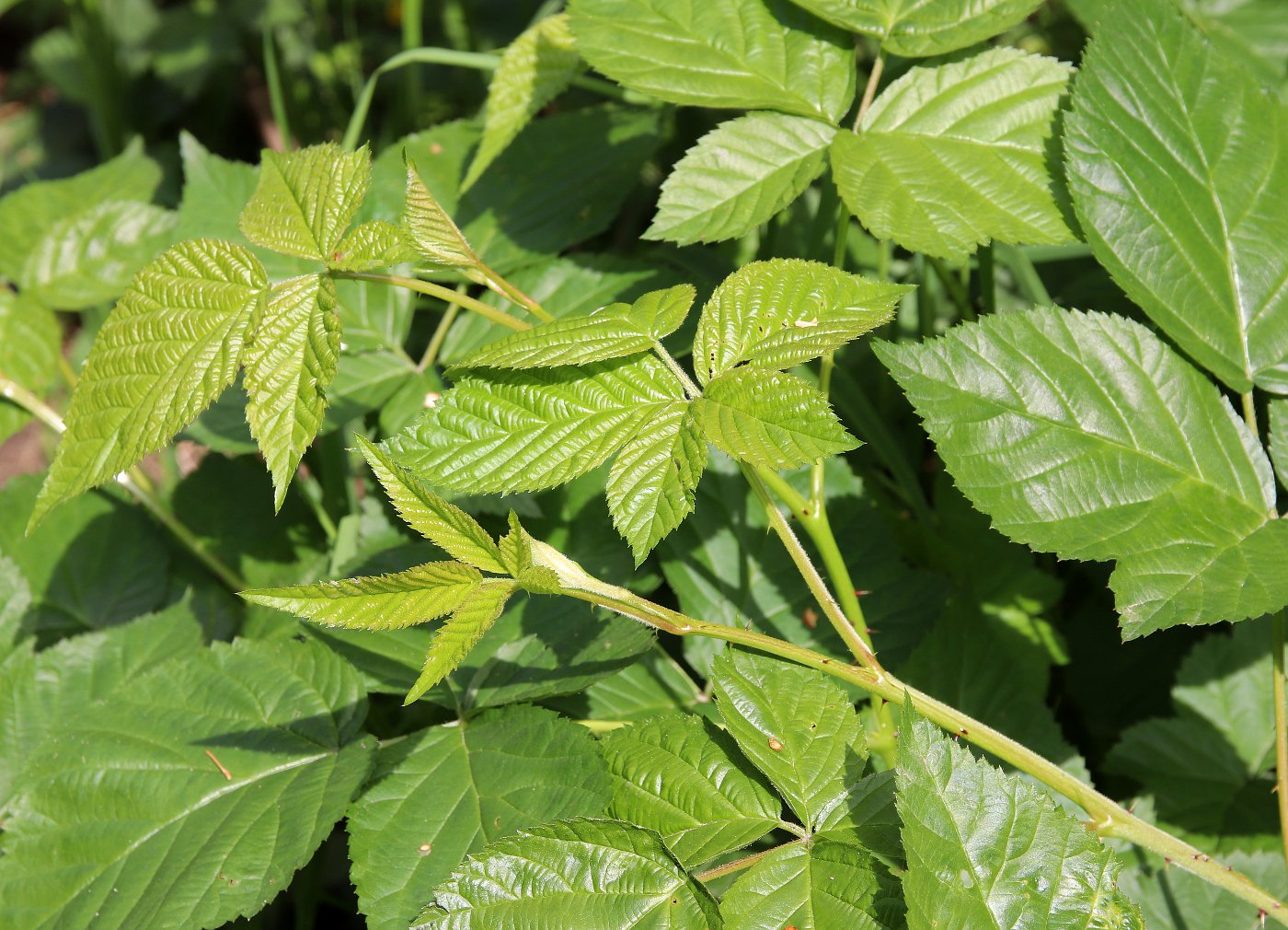 Изображение особи Rubus nessensis.