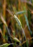 Hordeum vulgare