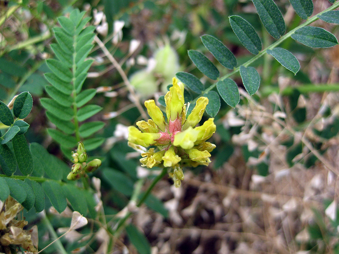 Image of Astragalus cicer specimen.