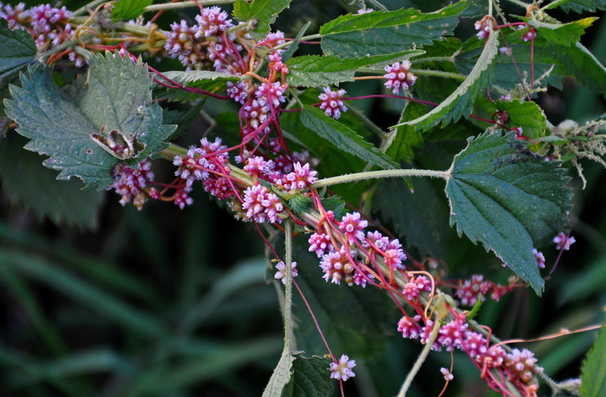 Изображение особи Cuscuta europaea.