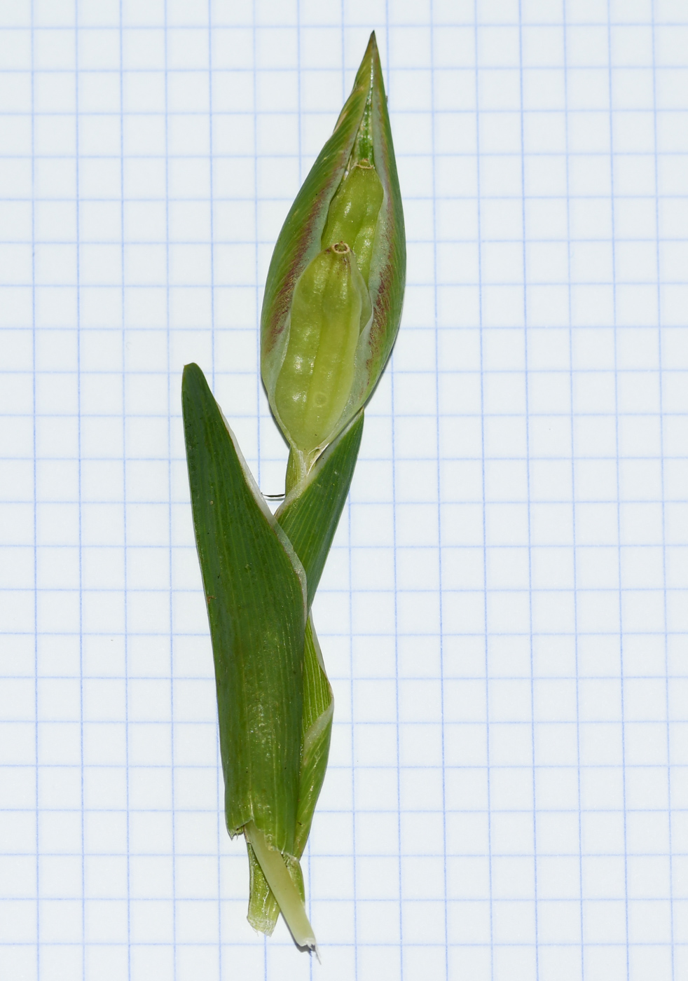 Image of Ferraria crispa specimen.