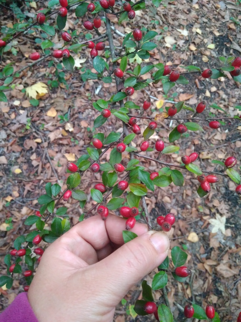 Image of genus Cotoneaster specimen.