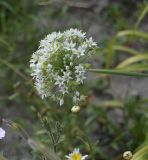 Allium ramosum