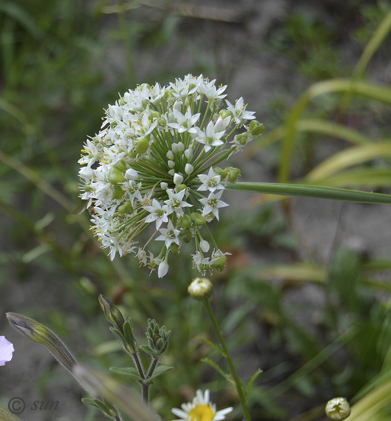 Изображение особи Allium ramosum.