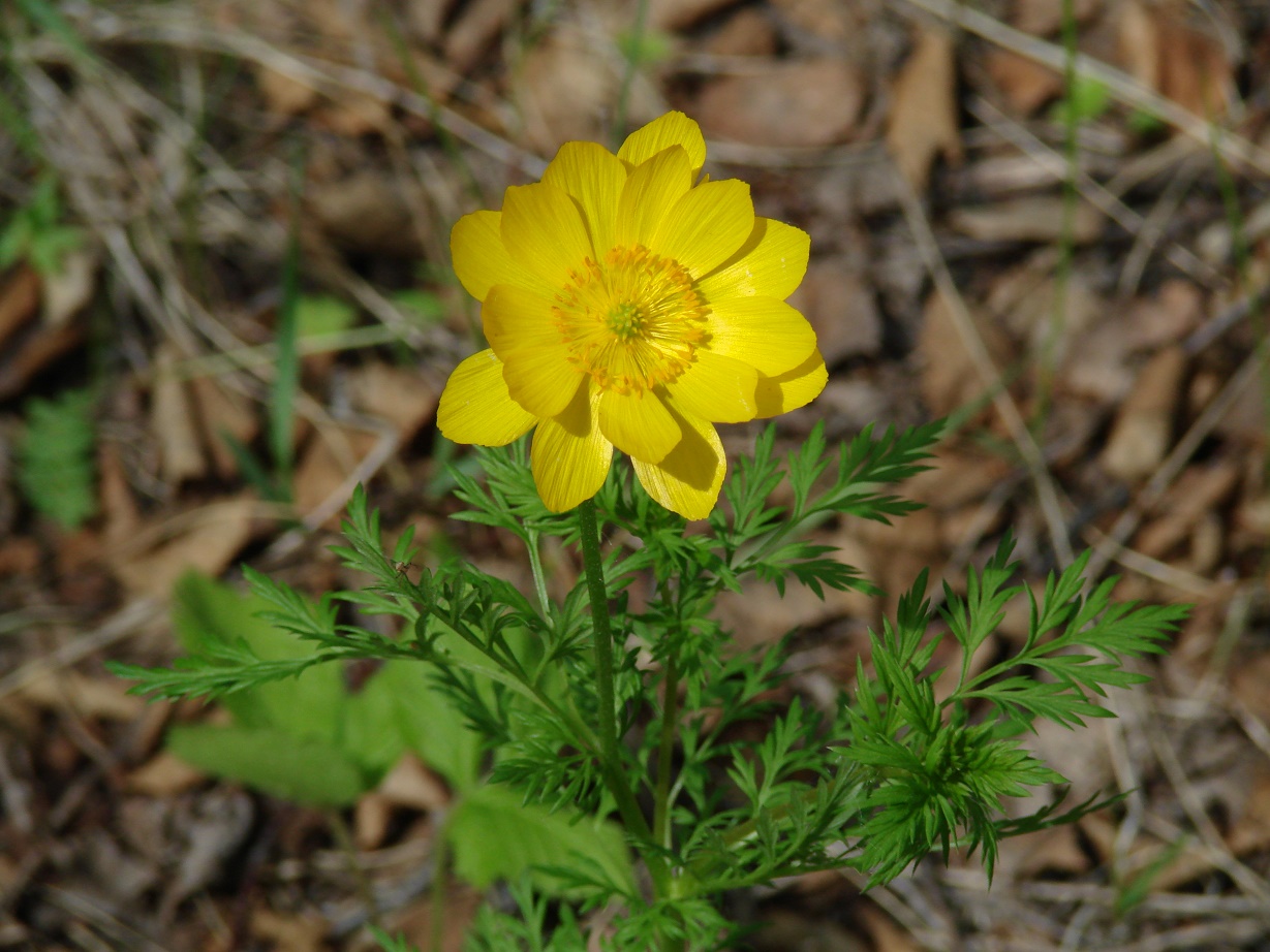 Image of Adonis apennina specimen.