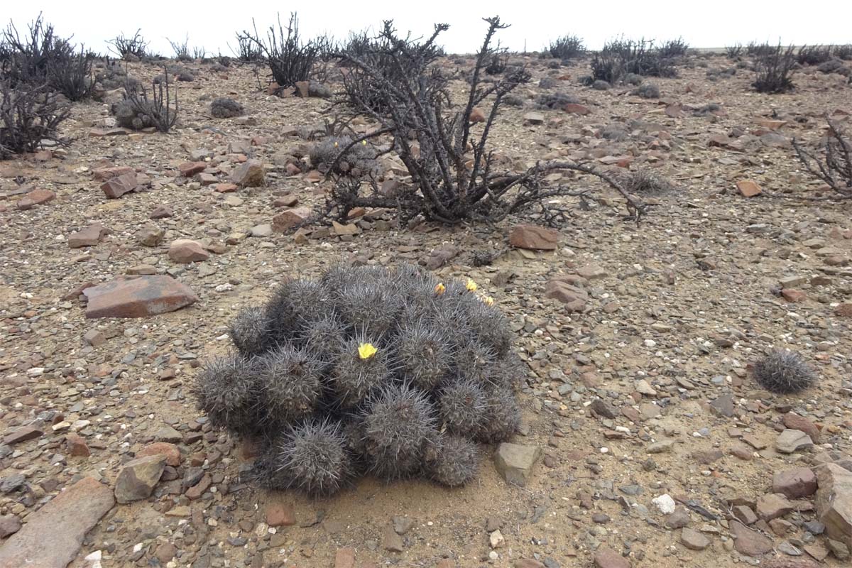 Изображение особи Copiapoa fiedleriana.