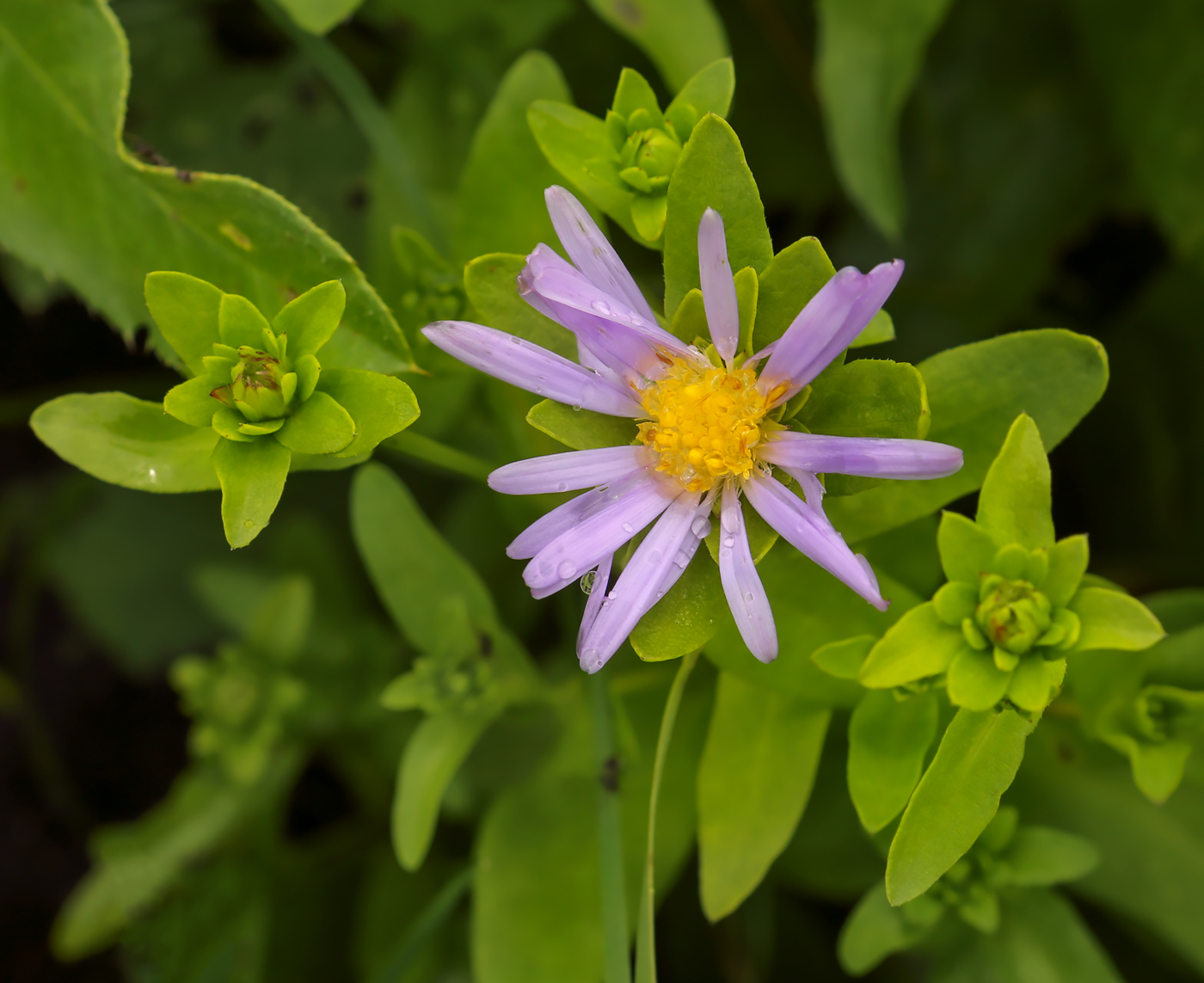 Изображение особи семейство Asteraceae.