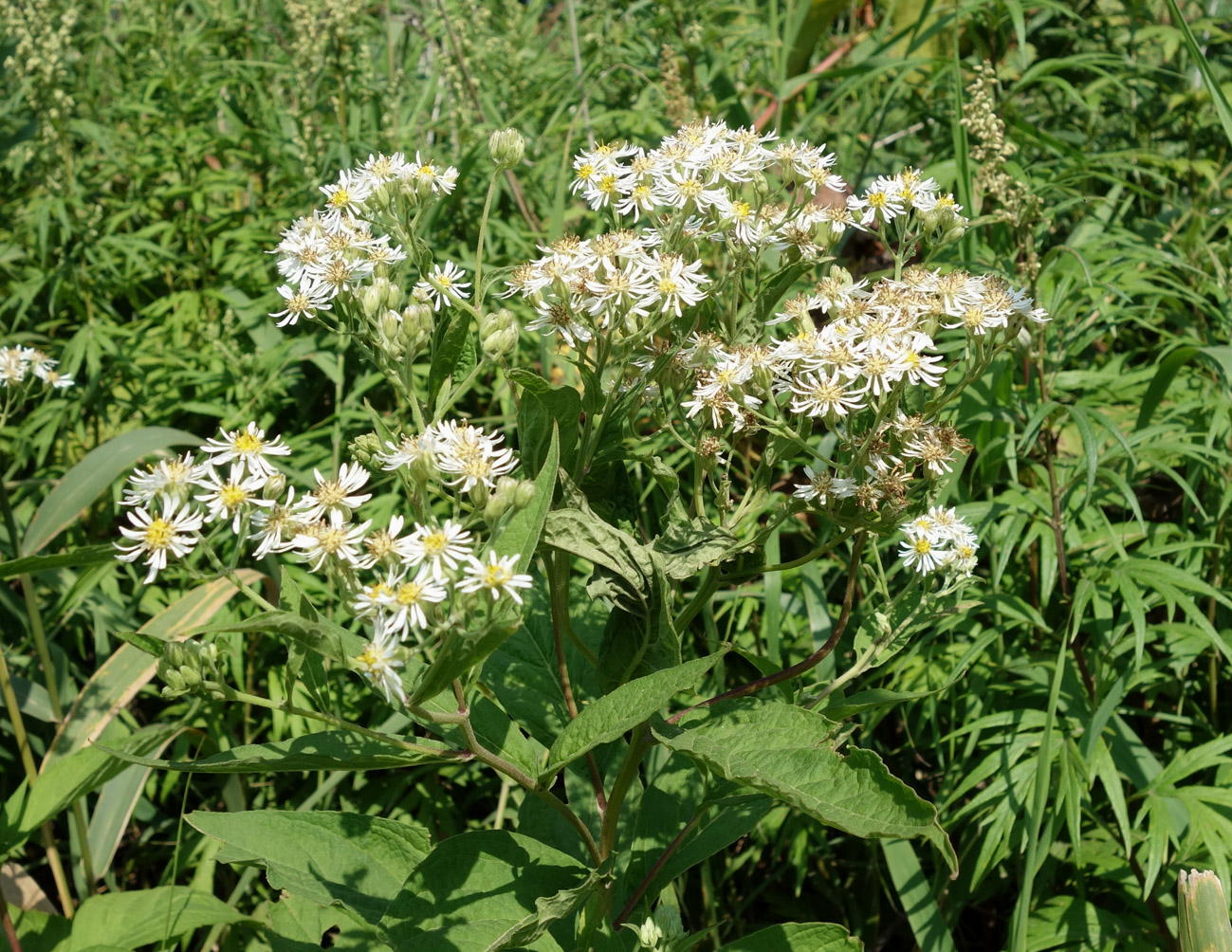 Image of Aster glehnii specimen.