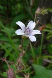 Geranium krylovii. Часть соцветия. Пермский край, подножие Вогульского камня, смешанный лес, долина р. Жигалан. 30.06.2010.