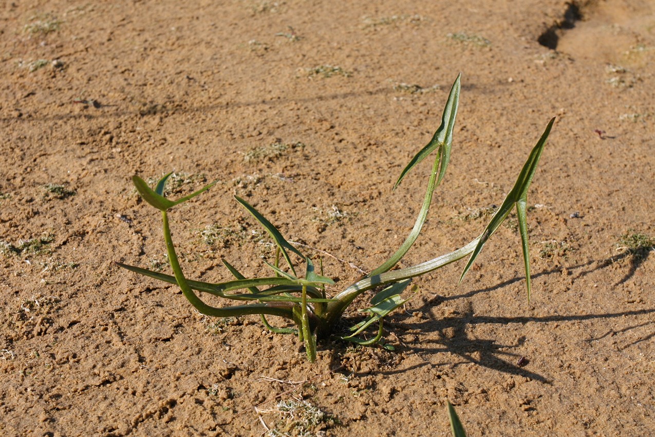 Image of Sagittaria sagittifolia specimen.