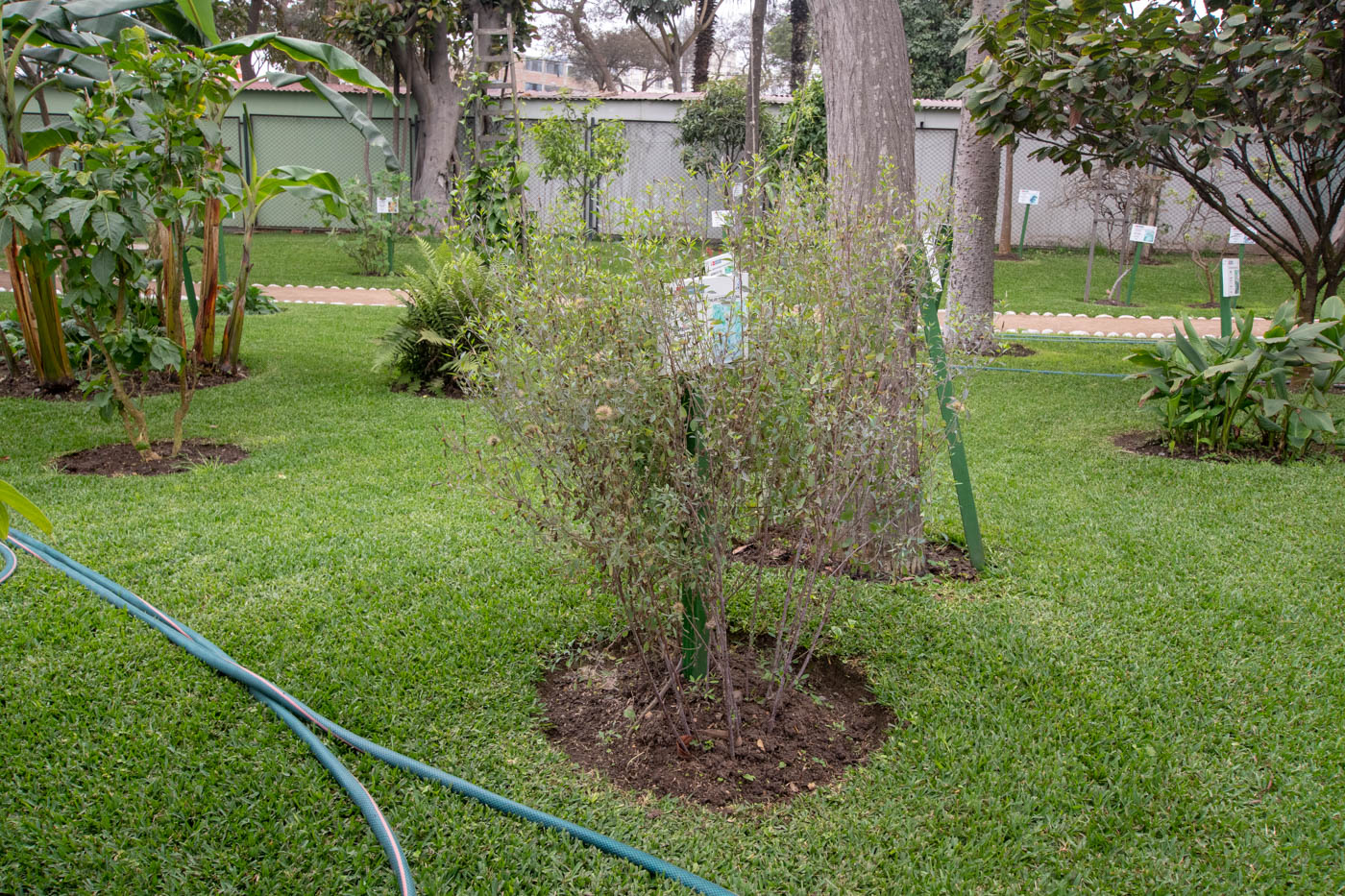 Изображение особи Porophyllum ruderale.