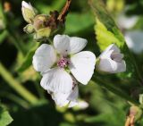 Althaea officinalis. Верхушка соцветия с цветком. Ростовская обл., Верхнедонской р-н, станица Казанская, р. Дон, левый берег рядом с пляжем. 17.08.2018.