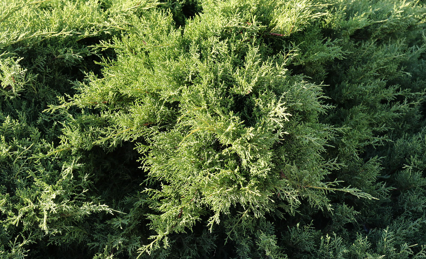 Изображение особи Juniperus &times; pfitzeriana.