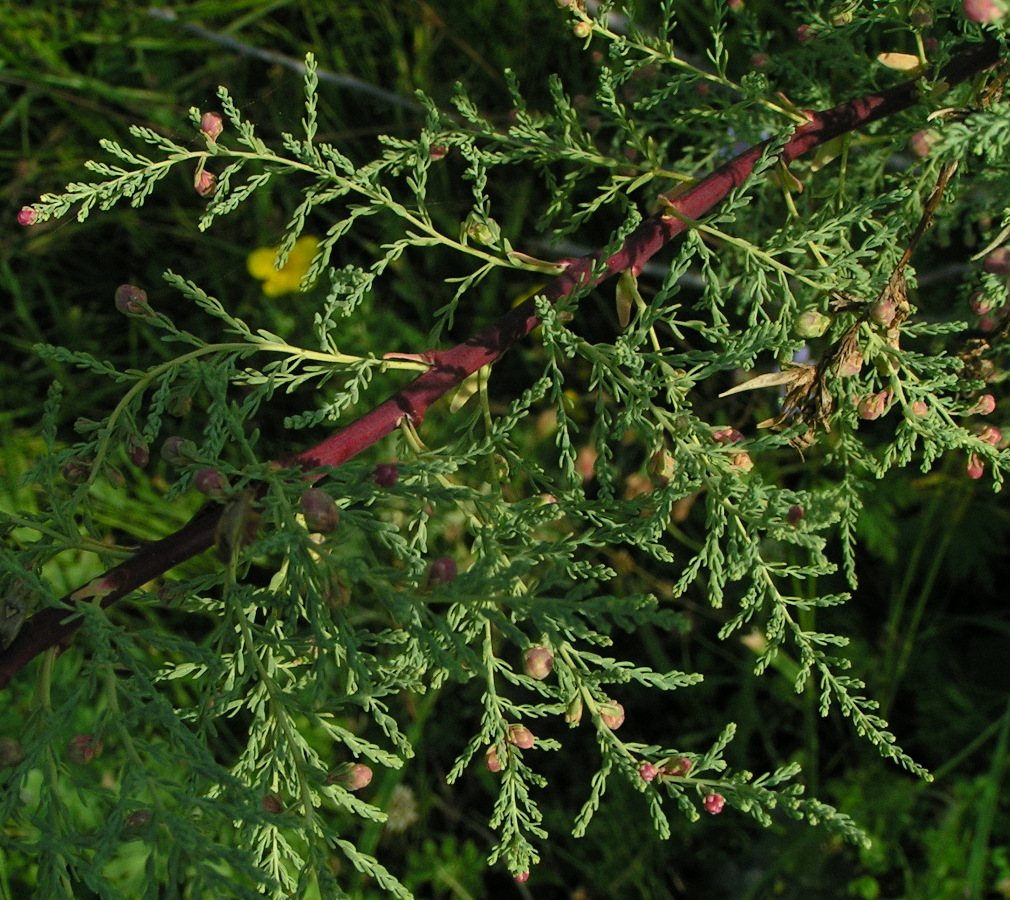 Изображение особи Myricaria bracteata.