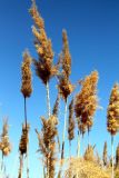 Phragmites altissimus