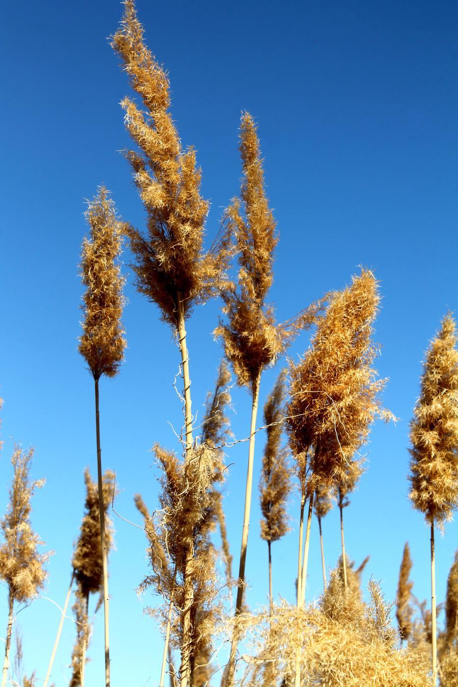 Изображение особи Phragmites altissimus.