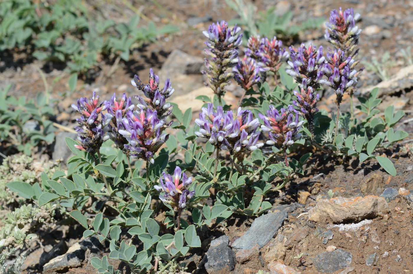 Image of Glycyrrhiza aspera specimen.