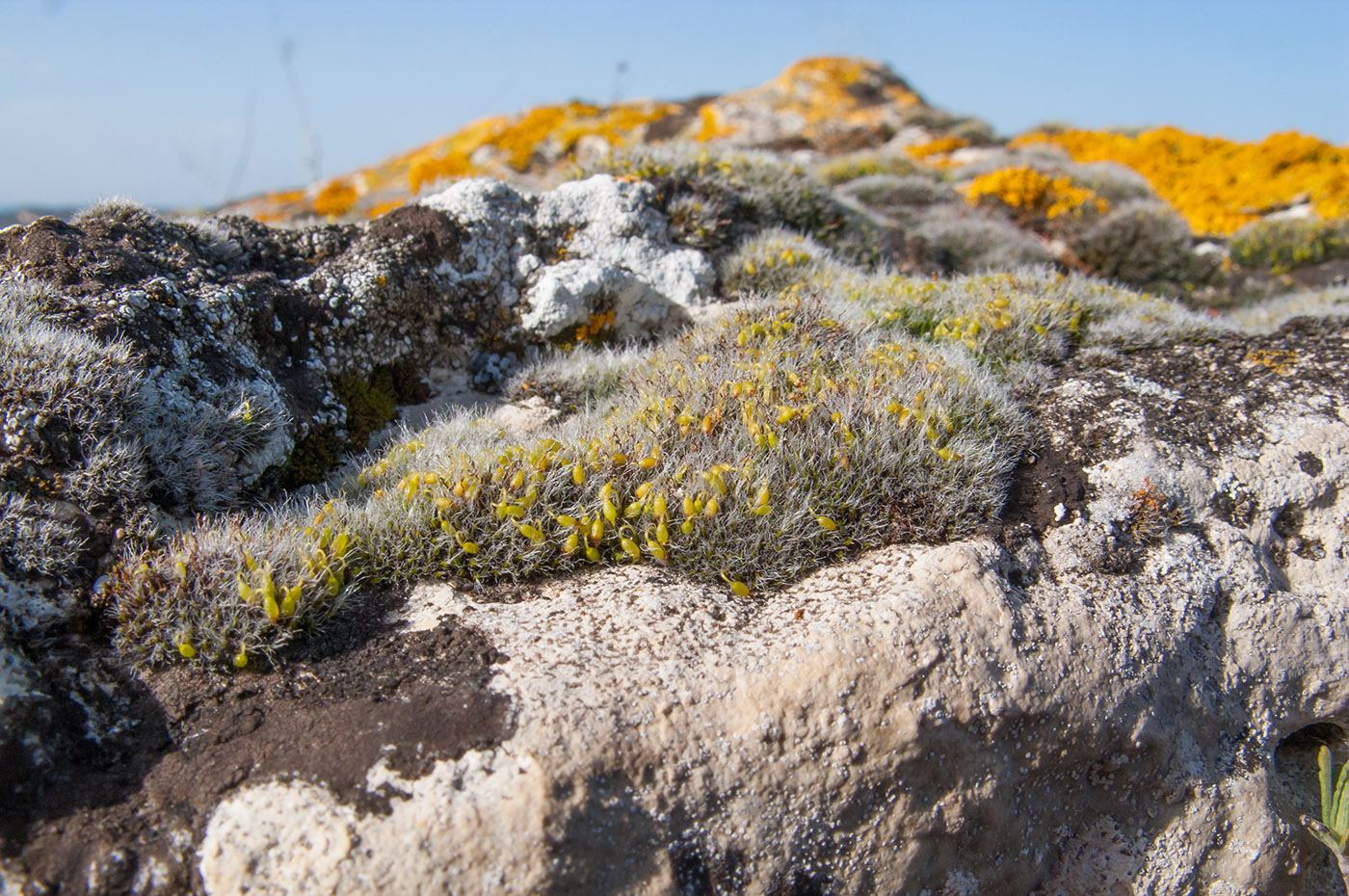 Изображение особи Grimmia pulvinata.