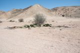 Welwitschia mirabilis. Растение с мегасторобилами; куст позади - Pechuel-Loeschea leubnitziae. Намибия, регион Erongo, ок. 60 км к востоку от г. Свакопмунд, пустыня Намиб, национальный парк \"Dorob\". 03.03.2020.