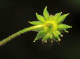 Anemone amurensis