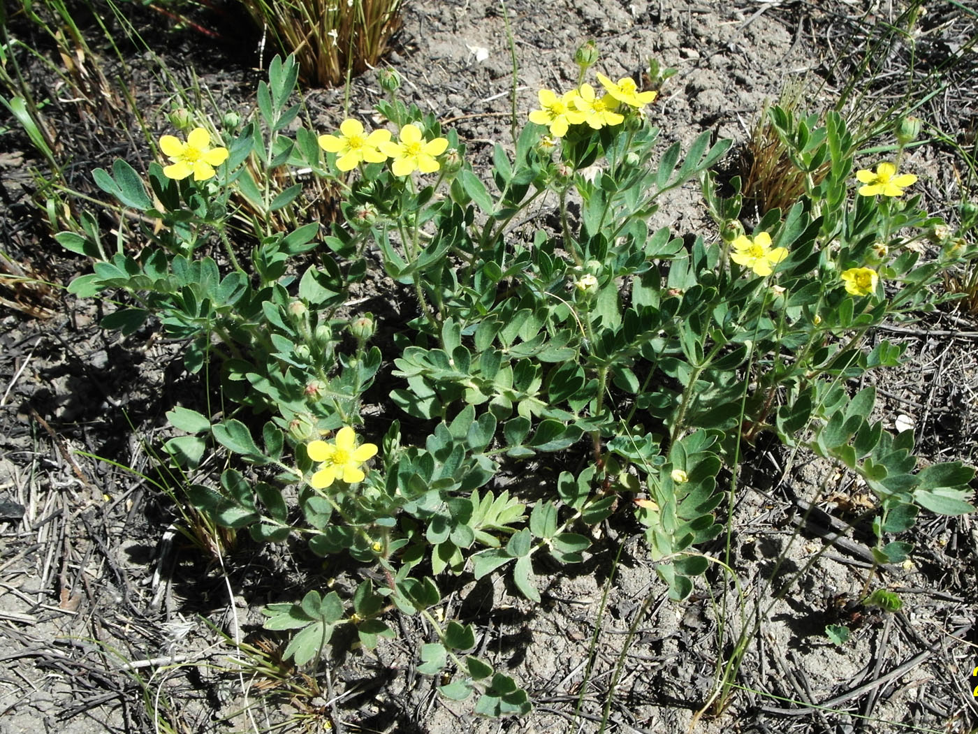 Изображение особи Potentilla orientalis.