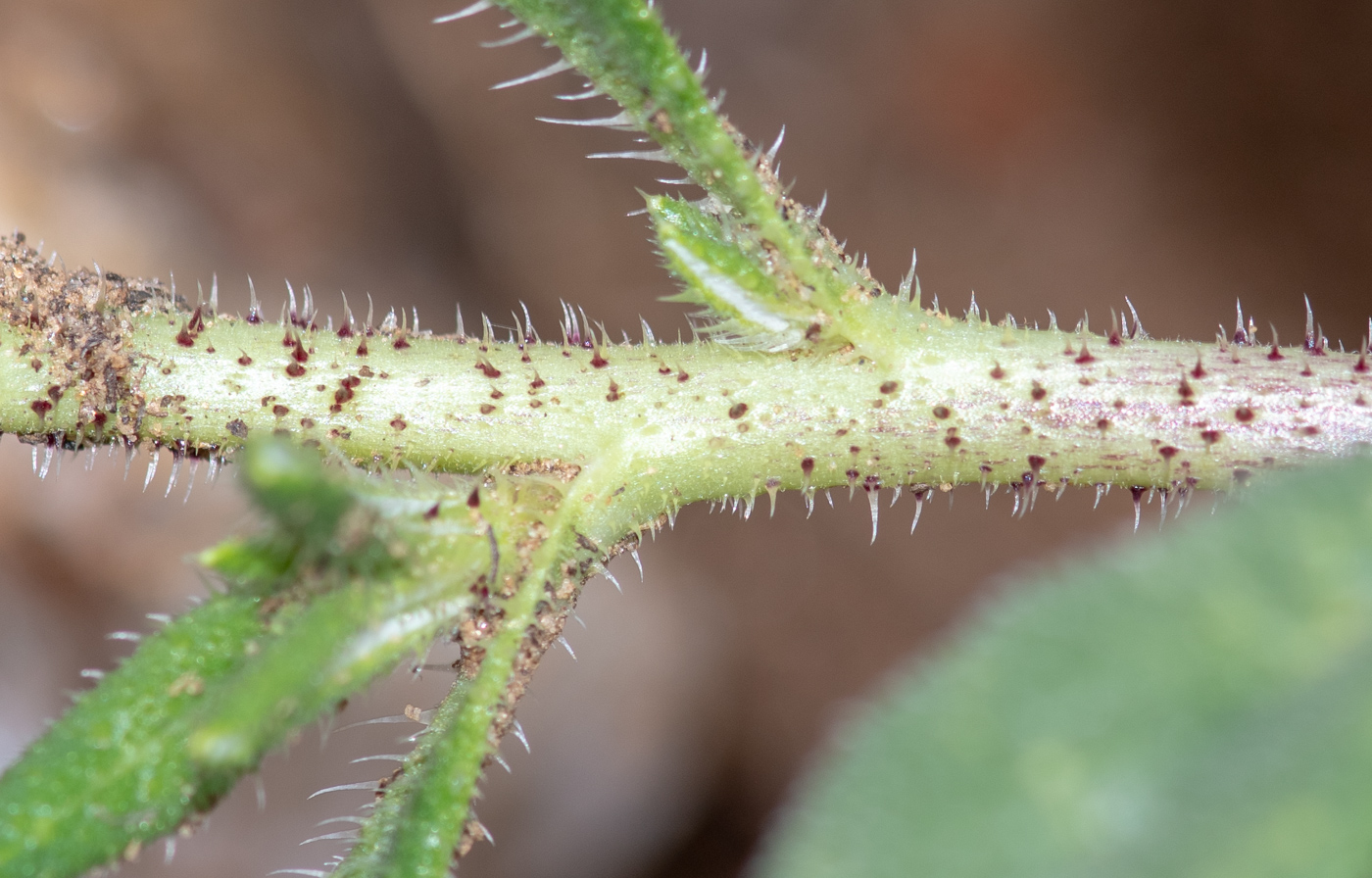 Изображение особи Hirpicium gazanioides.