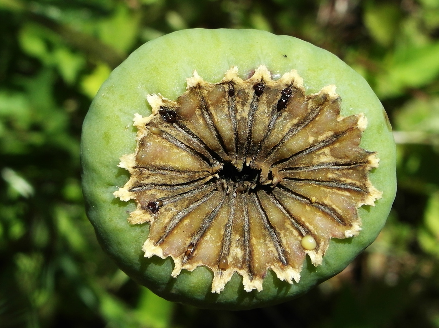 Изображение особи Papaver setiferum.