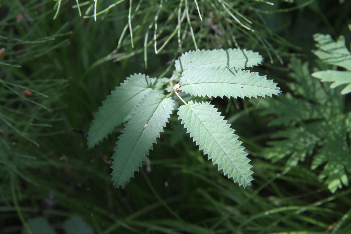 Изображение особи Sanguisorba officinalis.