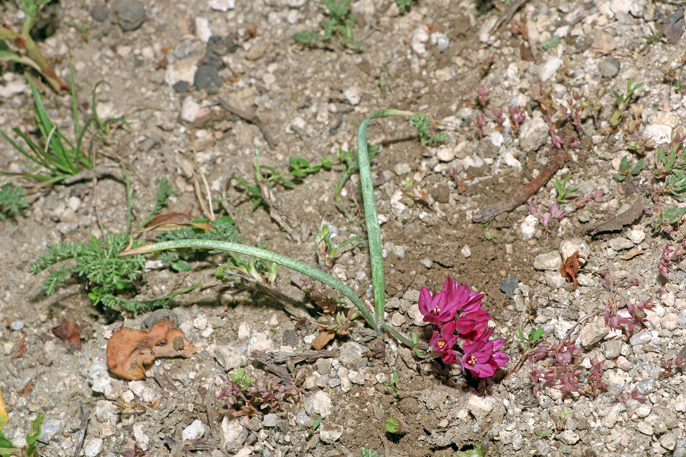 Изображение особи Allium oreophilum.