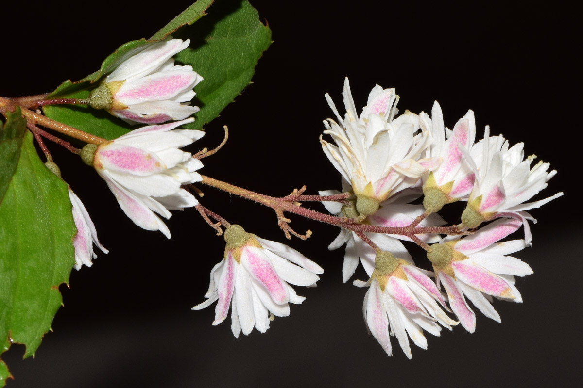 Image of genus Deutzia specimen.