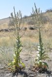 Verbascum songaricum