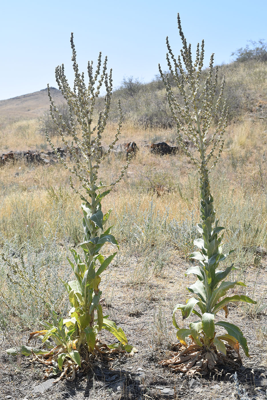 Изображение особи Verbascum songaricum.