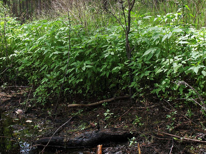 Image of Bidens frondosa specimen.