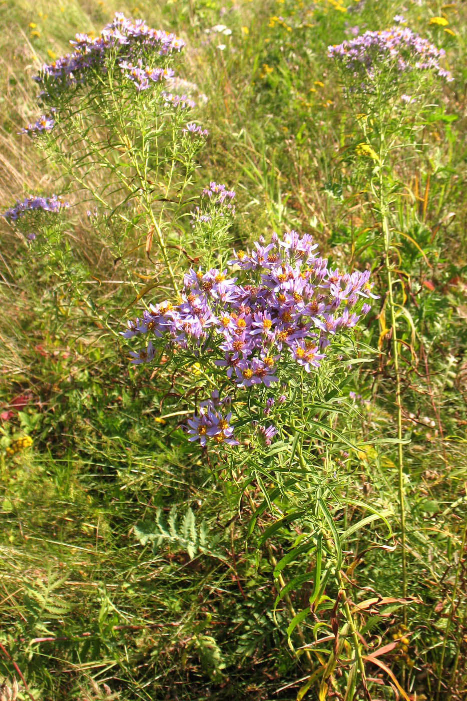 Image of Galatella punctata specimen.