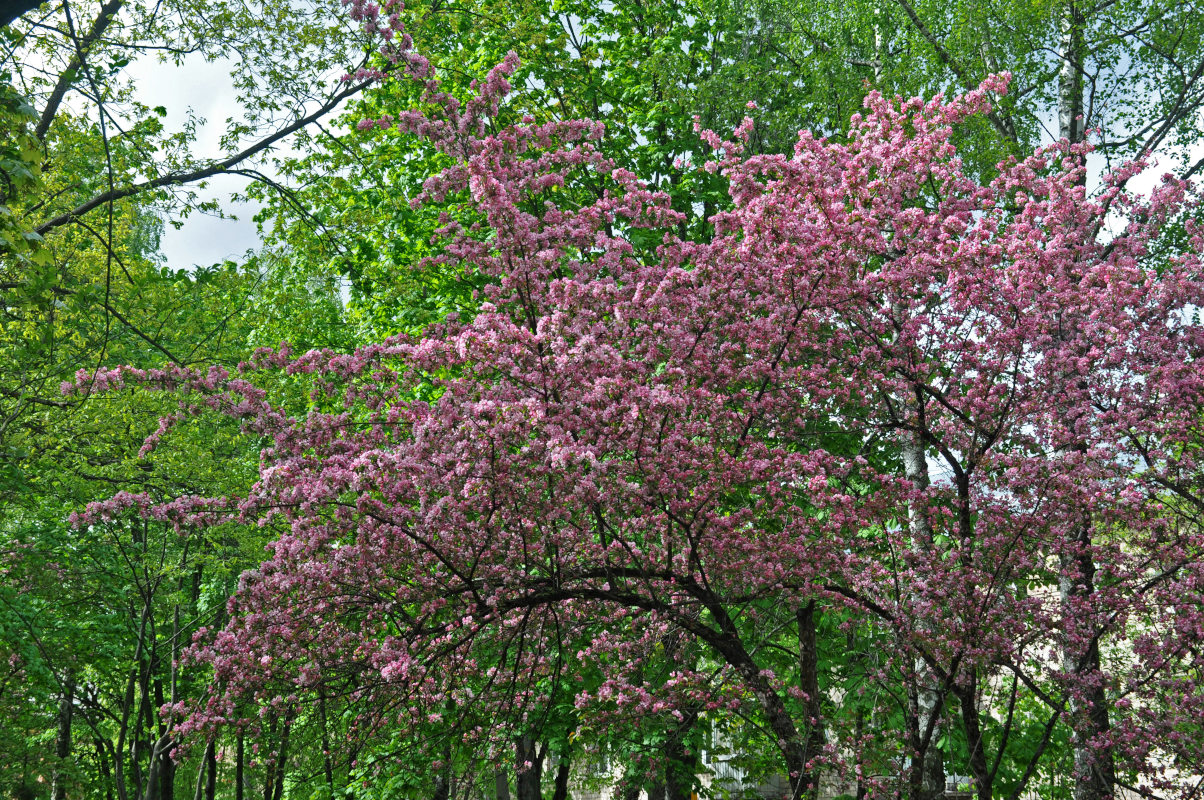 Изображение особи Malus &times; purpurea.